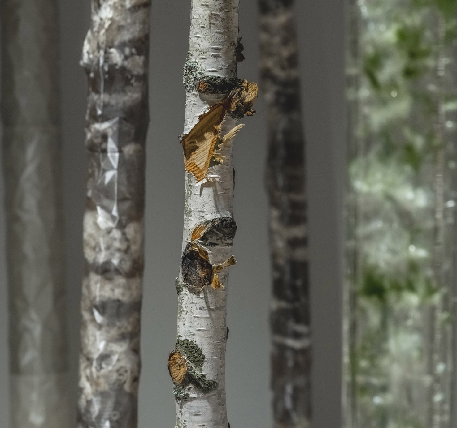 Deep Forest Image 2